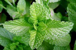 Глубокие прыщи: лечение, причины, профилактика Глубокие прыщи: лечение, причины, профилактика