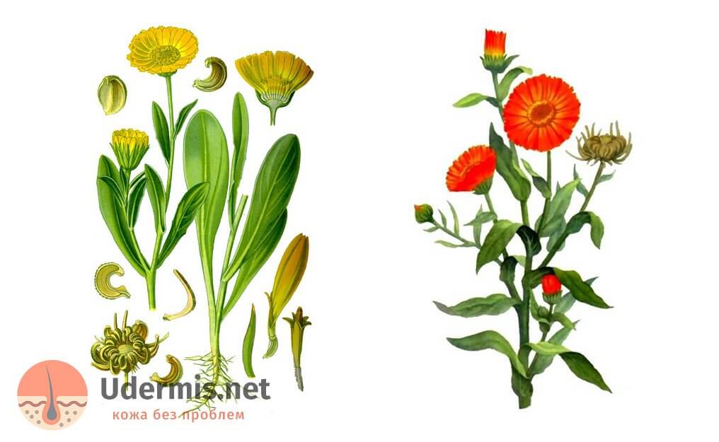 Настойка календулы от прыщей: применение, результаты
