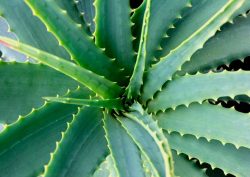 Прыщ в носу: что делать, причины, профилактика Прыщ в носу: что делать, причины, профилактика