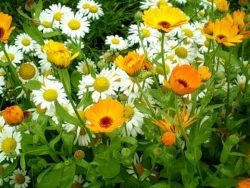 Прыщи на теле: что делать, причины, лечение и лекарства Прыщи на теле: что делать, причины, лечение и лекарства