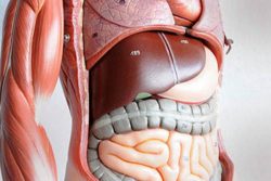 Угри на спине: причины, как лечить, симптоматика Угри на спине: причины, как лечить, симптоматика