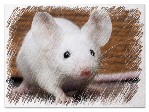 До чого сниться біла миша - 43 розшифровки