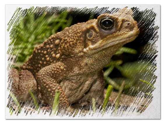 До чого сниться велика жаба - 35 варіантів