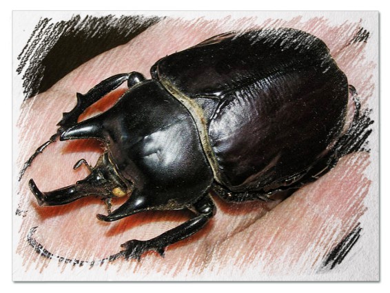 До чого сниться великий жук - 37 трактувань