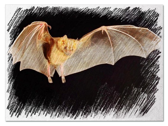 До чого сниться кажан - 49 варіантів