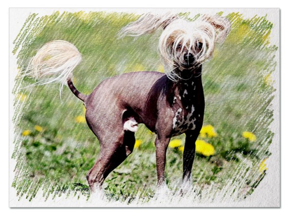 До чого сниться маленька собака - 52 значення