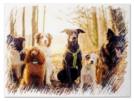 До чого сниться багато собак - 54 тлумачення