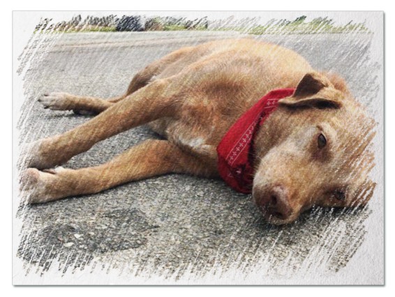 До чого сниться померла або вмираюча собака - 51 значення