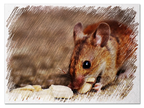 До чого сниться жива миша - 50 розшифровок