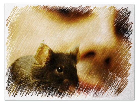 До чого сняться миші чоловікові - 46 значень