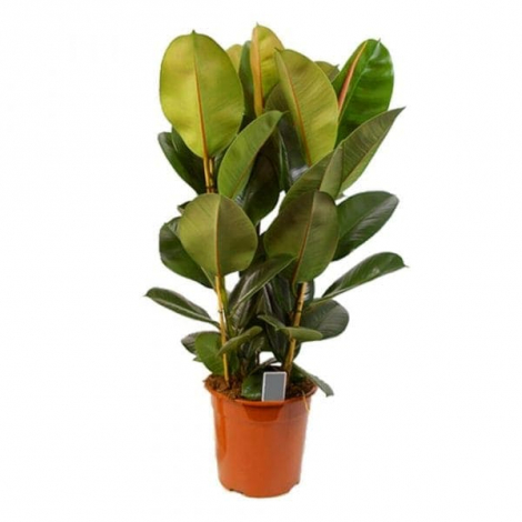 Народні прикмети які допоможуть завагітніти