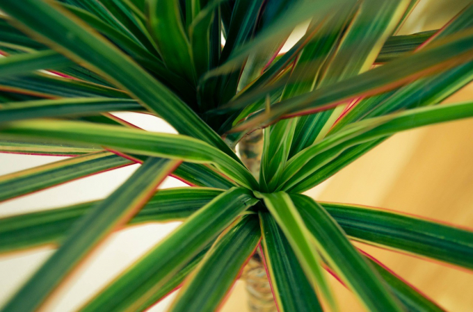 10 рослин, які пожвавлять офісний простір