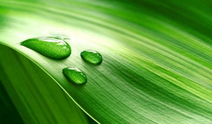 Прикмети і забобони про спатіфілума