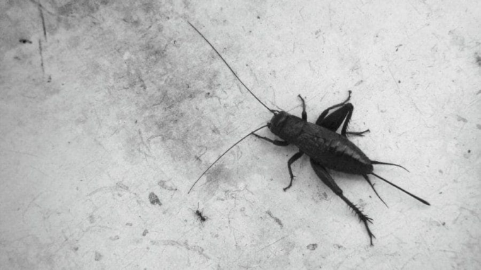 Прикмети і забобони про цвіркуна в будинку