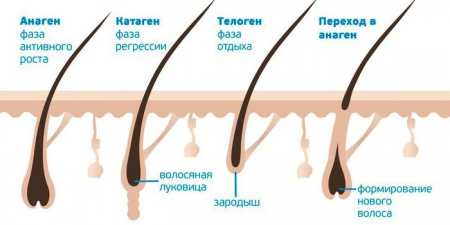 Чому волосся не росте більше певної довжини — основні причини