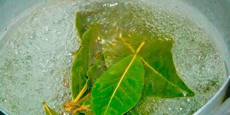 Лавровий лист для волосся — огляд кращих народних рецептів з фото і відгуками