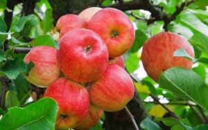 Пісочний пиріг з яблуками “Антошка” – швидко, смачно, безпроблемно