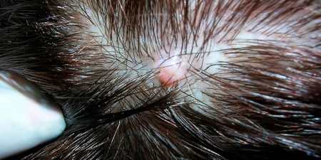 Флісінг для волосся — створення прикореневого об’єму самостійно в домашніх умовах