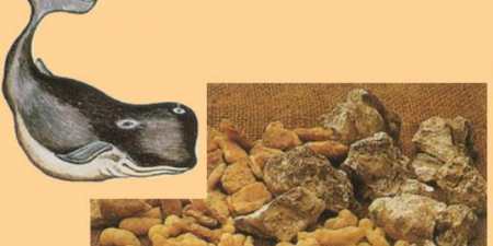 Амбра — що це таке і походження натуральної, синтетичні аналоги, найвідоміші духи і аромати