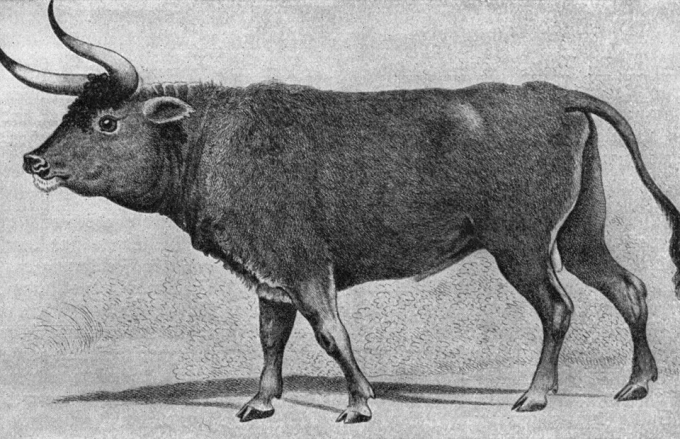 Мегалодон або шаблезубий тигр: яка ти вимерла тварина за знаком зодіаку