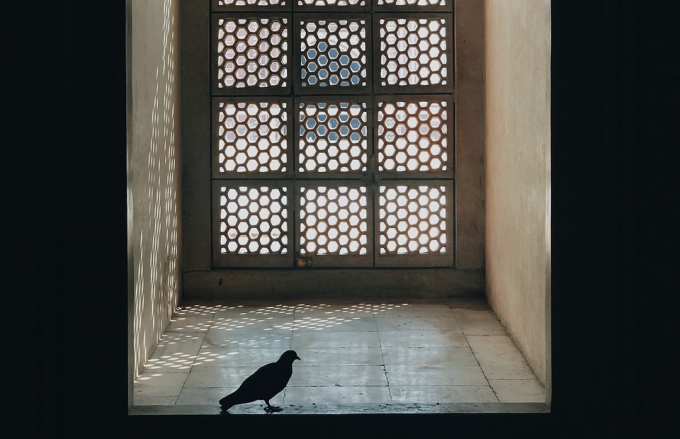 До чого залітає птах у будинок чи б'ється у вікно, згідно з прикметами