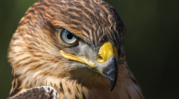 Гордий яструб або вітряний горобець: який ти птах по знаку зодіаку