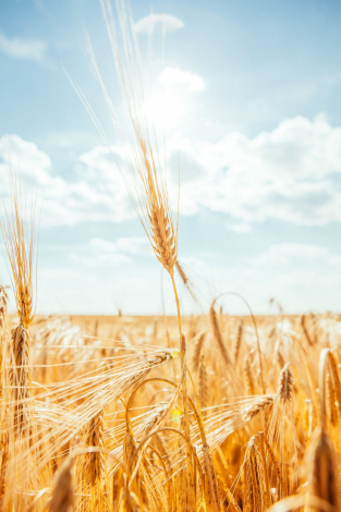 Оригінальні привітання з Днем захисника України своїми словами, до сліз
