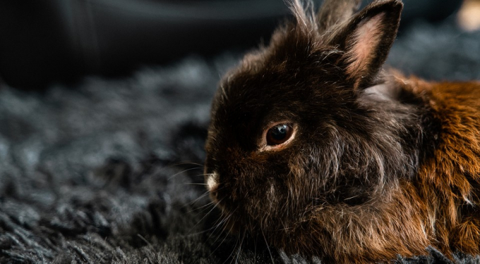 2023-й — рік якоїсь тварини за китайським гороскопом: в чому зустрічати, що готувати і чого чекати