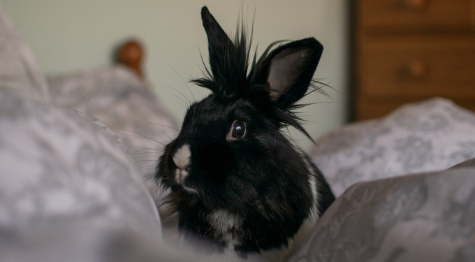 Чим здивує 2023 рік Кролика: унікальні астроподії та вплив планет на знаки зодіаку