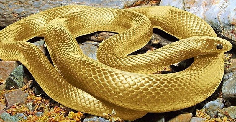 Гороскоп Змії на 2023 рік Кролика для чоловіків та жінок