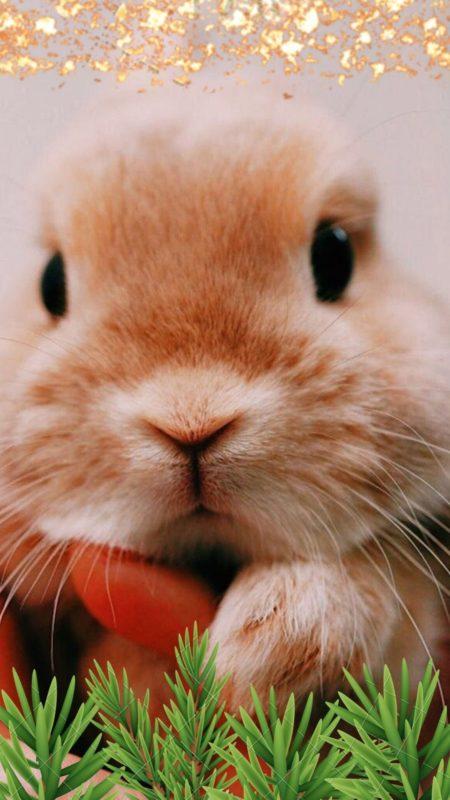 Новорічні заставки на телефон 2023: найкраща колекція!