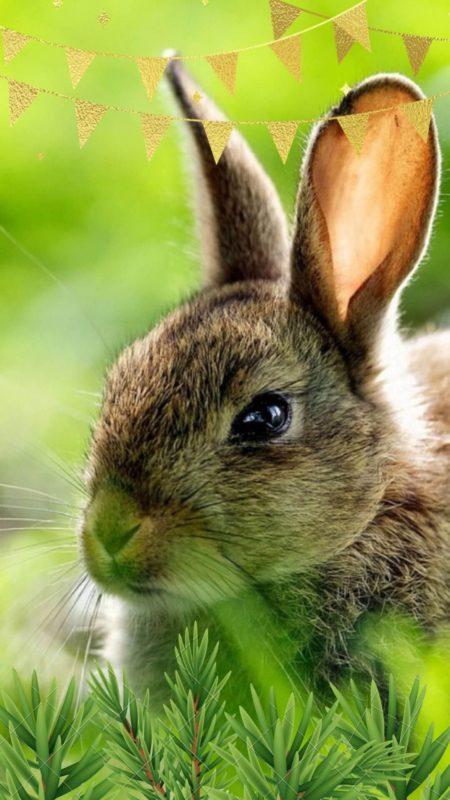 Шпалери з Кроликами на Новий рік 2023: безкоштовно!