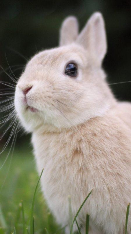 Шпалери з Кроликами на Новий рік 2023: безкоштовно!