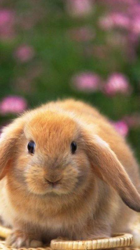 Шпалери з Кроликами на Новий рік 2023: безкоштовно!