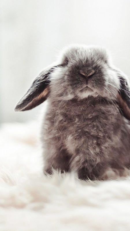 Шпалери з Кроликами на Новий рік 2023: безкоштовно!