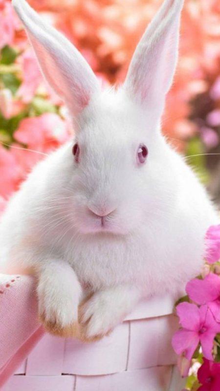 Шпалери з Кроликами на Новий рік 2023: безкоштовно!