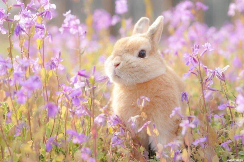 Шпалери з Кроликами на Новий рік 2023: безкоштовно!