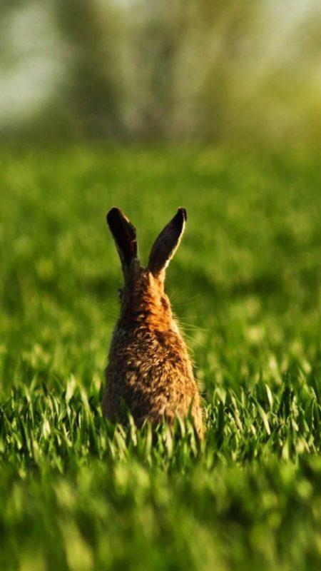 Шпалери з Кроликами на Новий рік 2023: безкоштовно!