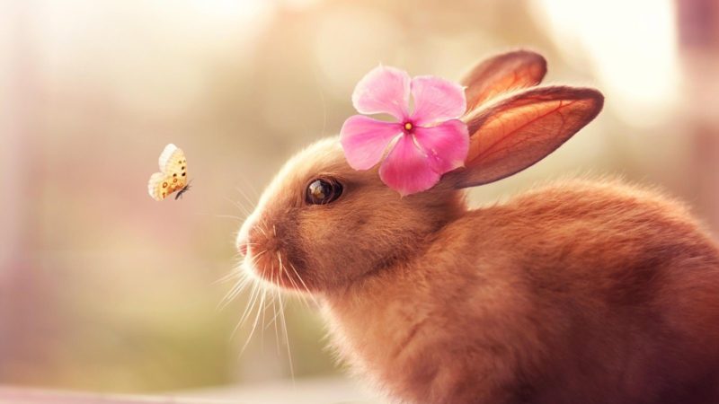 Шпалери з Кроликами на Новий рік 2023: безкоштовно!