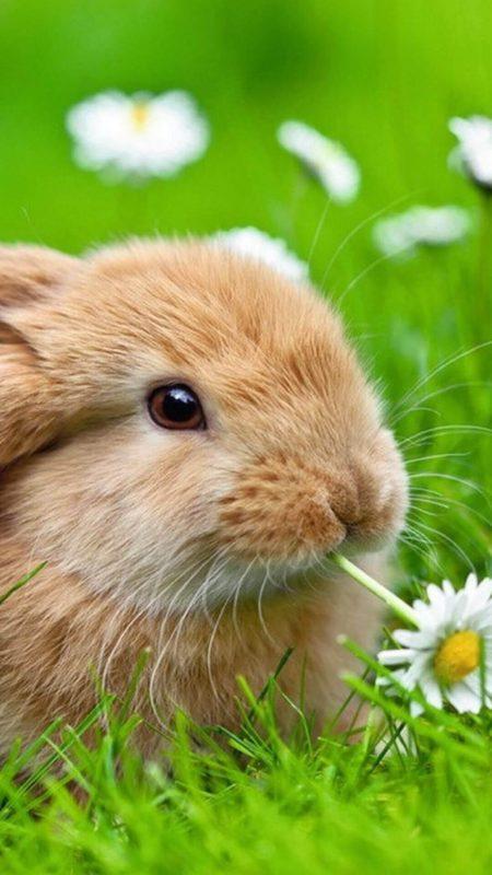 Шпалери з Кроликами на Новий рік 2023: безкоштовно!