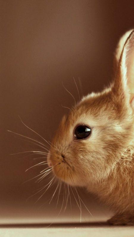 Шпалери з Кроликами на Новий рік 2023: безкоштовно!