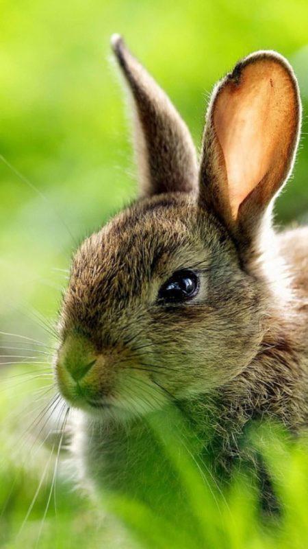 Шпалери з Кроликами на Новий рік 2023: безкоштовно!