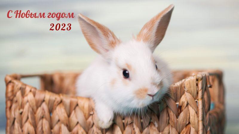 Шпалери з Кроликами на Новий рік 2023: безкоштовно!