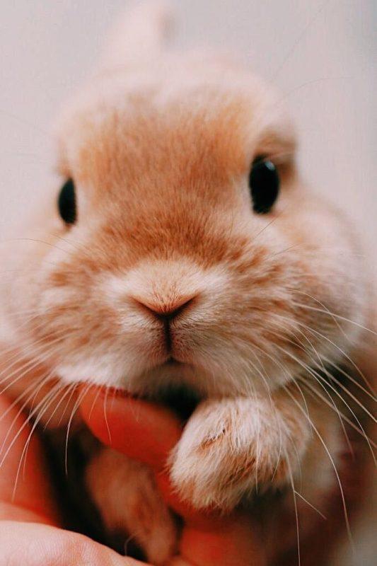 Шпалери з Кроликами на Новий рік 2023: безкоштовно!