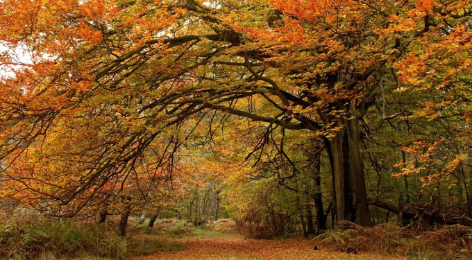 Наведи лад у своїй душі: гороскоп для всіх знаків зодіаку з 14 по 20 листопада