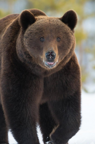 Значення імені Інал. Історія, характер та доля імені Інал
