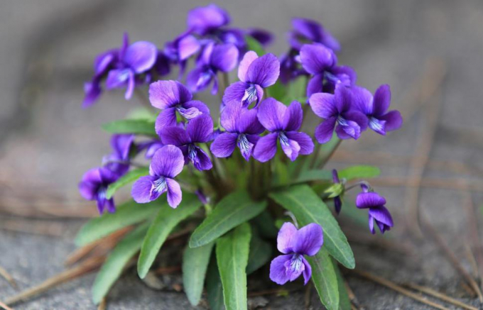 Ім'я Віола: значення, походження, доля