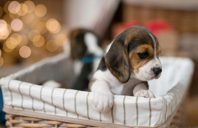 Нові труси для багатства та ще 6 прийме на Новий рік, які працюють