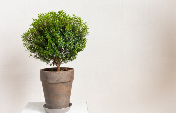 І око радують, і лікують: герань, столітник, каланхое та інші корисні кімнатні рослини