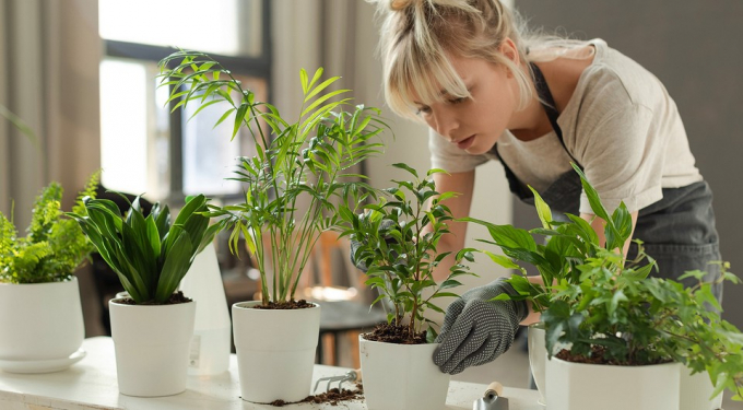 І око радують, і лікують: герань, столітник, каланхое та інші корисні кімнатні рослини